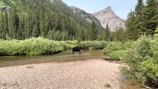 Moose at Cascade Canyon