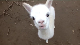 ❤ Cute and Adorable  Baby Alpacas ❤