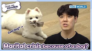 A couple in marital crisis..?😲 [Dogs are incredible : EP.173-1] | KBS WORLD TV 230606