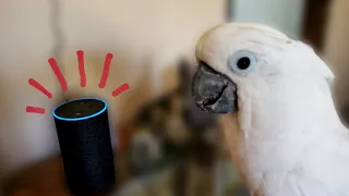 Onni Cockatoo's Reaction to Alexa's Fart