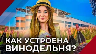 Поехала на винодельню и нашла золото скифов. Как это устроено? Секрет производства  вина