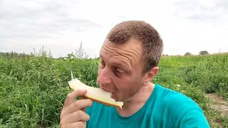 дегустація динь🍈🍈🍈 різних виробників 2023.