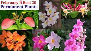 February में लगाएं 20 Permanent Flowering Plants || Summer Best 20 Flowering Plants