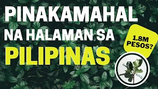 10 Pinakamahal na Halaman sa Pilipinas na Posibleng Nasa Bakuran Mo Lang | Most Expensive Plants Ph