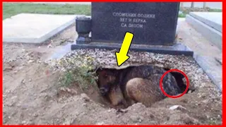 Flowers from the Son's Grave Were Disappearing, Until the Father Hides a Camera