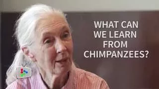 Jane Goodall talks about chimps, humans