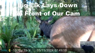 Big Elk Lays Down in Front of Our Camera