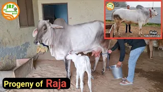 👍Progeny of #Raja Bull 👍Haryana Breed Star Bull.👍#Yaduvanshi Gaushala /Farms.👍