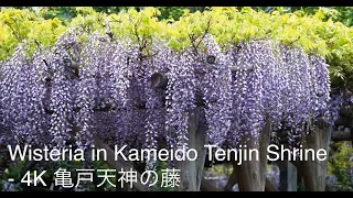 Wisteria in Kameido Tenjin Shrine - 4K 亀戸天神の藤