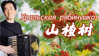 Hawthorn Tree | Uralskaya ryabinushka | falk Song | Accordion Cover