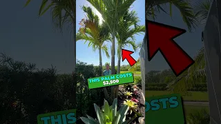 How much does a Palm REALLY cost?