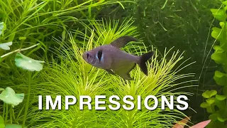 Impressions from my big community aquarium