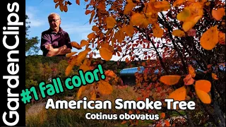 American Smoke Tree - best fall foliage color - amazing autumn color - Cotinus obovatus