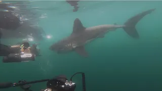 How to - Swim with Salmon Sharks Alaska