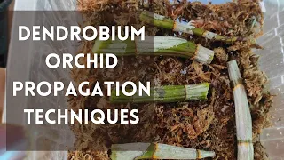 How to propagate dendrobium orchids #orchids #dendrobiumorchidcare