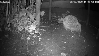 Hedgehog winter night 29022020 noises sniffing snorting