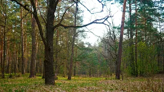 Quiet spring forest. Background sounds of nature to restore the nervous system.