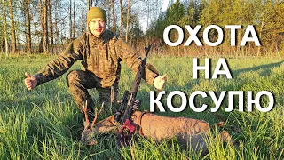 Охота НА КОСУЛЮ с подхода, тигр открывает счет...