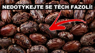 Ricin Je Nejhorší Jed V Dějinách Lidstva