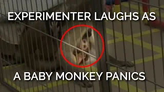 This baby monkey's panicked screams were met with an experimenter’s heartless laughter 😡