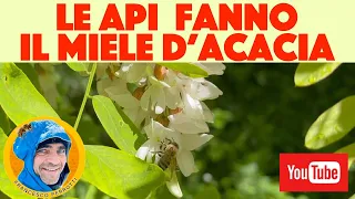 #Apicoltura 2023 : La fioritura dell'acacia e le api portano il miele