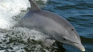 Bully Bottlenose Dolphin - Wild Caribean - Amazing Facts Off Bottlenose Dolphin - Animal Sceinces