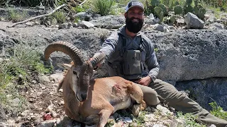 Hunting Free Range Texas Aoudad and Mouflon