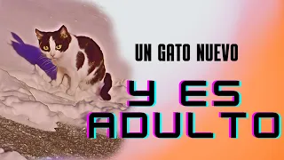 Cuando ADOPTÁS un GATO #gatosfelices #curiouscat #cutecat #adoptacat #adoptaungato #adoptanocompres