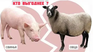 ОВЦЫ, СВИНЬИ , КТО ВЫГОДНЕЕ?