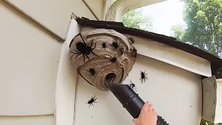 why did I knock down the SPIDER nest...