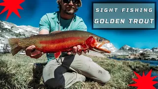 GOLDEN TROUT: Sight Fishing How To