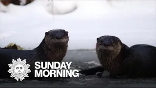 Nature: Otters in Maine