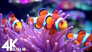 Aquarium 4K VIDEO (ULTRA HD) - Beautiful Coral Reef Fish - Sleep Relaxing Meditation Music #85