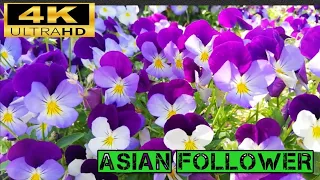 The Most Beautiful Flowers Collection 8K ULTRA HD / 8K Tv #nature #4k #naturelovers