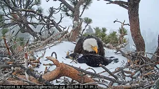 Jackie, Spirit and SNOW STORM Big Bear Bald Eagles April 22 2022