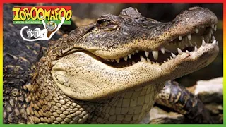 🐊 Zoboomafoo 260 | Crocodilian | Animal shows for kids | Full Episodes | HD 🐊