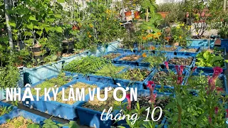 093 LÀM VƯỜN SÂN THƯỢNG tháng 10, làm đất trồng su hào, bắp cải, súp lơ, sang chậu ươm cà chua giống