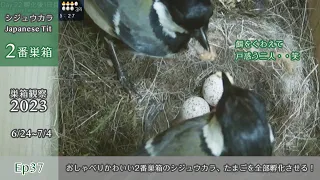 Charming Chit-Chats: Japanese Tits in Nest Box #2 Successfully Hatch All Eggs!  (Ep37, Jun24-Jul4)