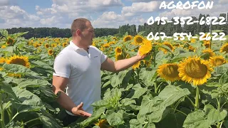 Новинка 2021 🌻 Подсолечник Под Гранстар/Сумо🌻 НСХ 8002🌻Сербская селекция