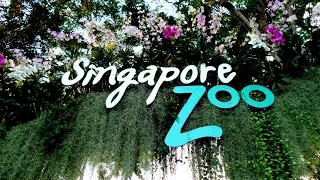 Зоопарк Сингапура. Как добраться? Что интересного?
