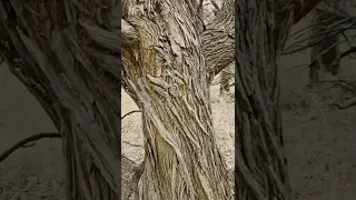 GNARLY Old Tree! OSAGE ORANGE! See the FRUIT! Hedge APPLES! Thorny and ROT resistant! HEDGEROWS!