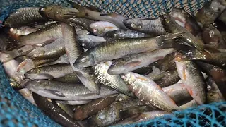 best gill NET fishing amazing fishing local river India traditional fishing gill NET fishing