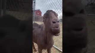 Funniest Goat licking 😂