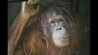 People of the trees - Orangutans: Just Hangin' On
