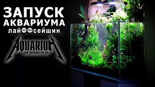Запуск и обустройство аквариума лайФФсейшин