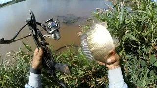 pesca de tilápias com balestra de 80 libras