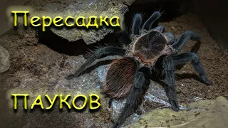 Пересадка двух пауков Tliltocatl vagans