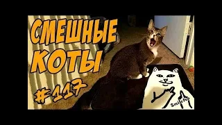 Приколы с котами До слёз Смешные кошки и коты 2018 Funny Cats