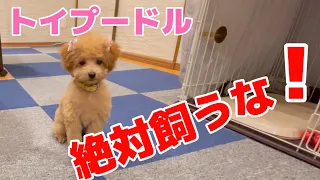 【2023年】トイプードル絶対飼うな！飼って後悔 大変の事13選