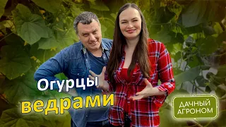 Вот секрет огурцов ведрами